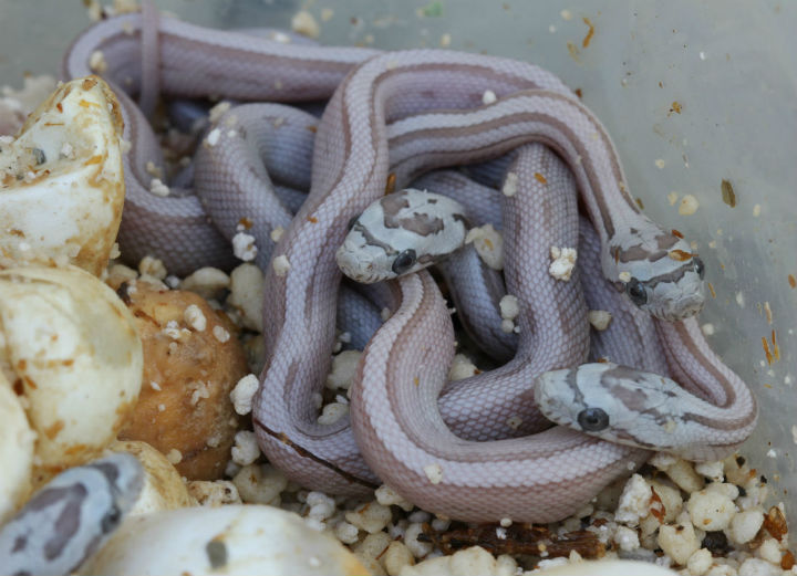 Striped Ghost Corn Snakes